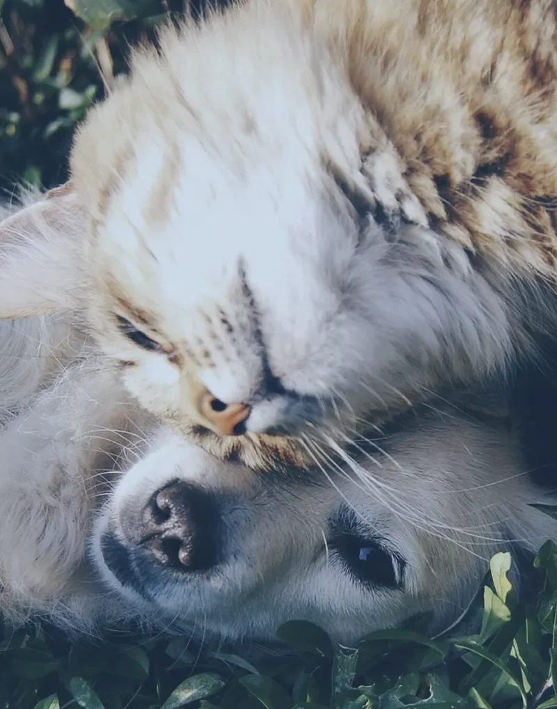 armonie animali corsi seminari