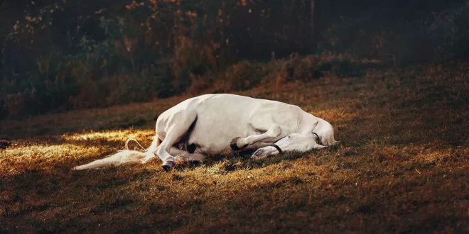 Trust Tecnique per animali e umani